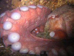 Giant Pacific red octopus resting in its den. Taken at Su... by Jessica Bunnell 